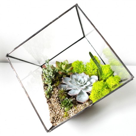Флорариум Куб с 5 растениями_ArtFloria