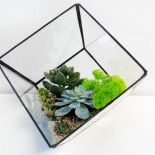Флорариум Куб с 5 растениями_ArtFloria